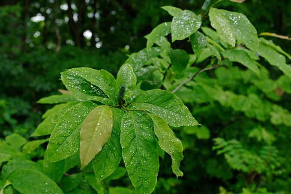 若葉の森林 コブシの葉と水滴 画像 フリー写真素材