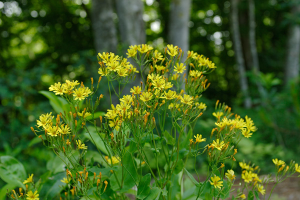 ハナニガナ　5−7月 ブナ林で咲く黄色い花　写真 フリー素材　画像3