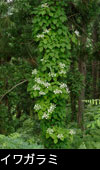無料写真素材 森林「イワガラミ」花 