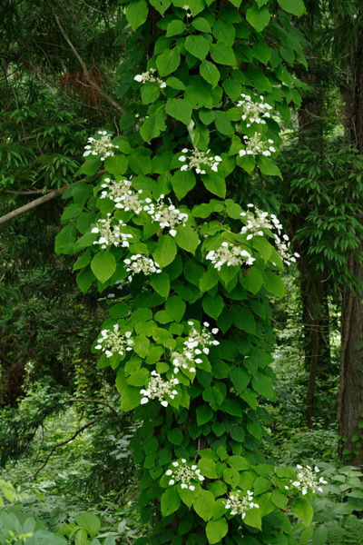 イワガラミ 木に絡み付く 初夏 白い花 フリー写真素材 画像4