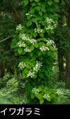 イワガラミ 夏の森林に咲く花 無料写真素材