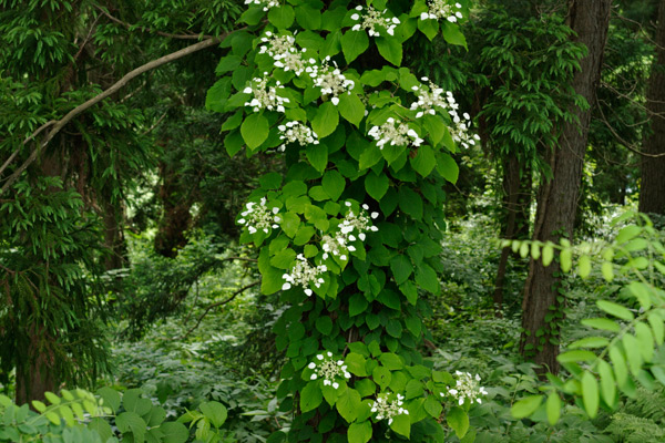 イワガラミ 山地 木に絡むつる性の花 初夏 白い装飾花1枚 画像5 無料写真素材フリー