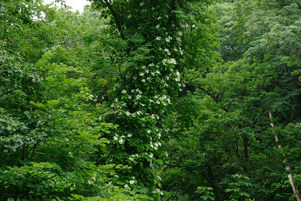 大木に絡み付いた蔓性の白い花 森林の風景 無料写真素材 フリー写真素材 画像6