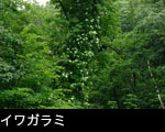 イワガラミ 夏の森林に咲く白い花 フリー写真素材