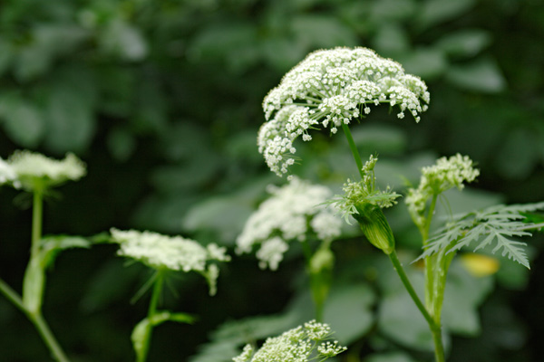 イブキボウフウ 花 山野草8月9月 複散形花序 5弁の白い花多数フリー写真素材無料 画像1