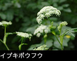 イブキボウフウ山野草8月9月に咲く花フリー写真素材