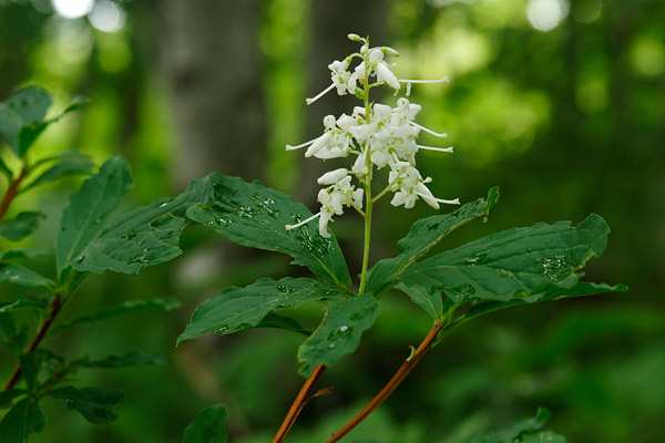 ホツツジ 低木樹 白い花 のクローズアップ 画像3 無料写真素材 