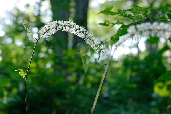 サラシナショウマ 花 山地 里山 夏から秋 穂状ブラシ状の白い花 無料写真素材フリー 画像4