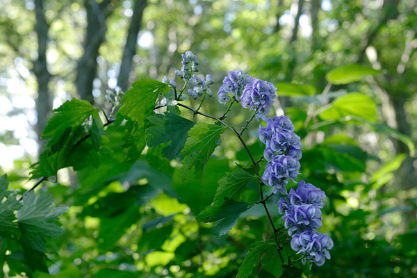 オクトリカブトの花 山地 森林8月9月10月濃い青紫色の花 無料写真素材フリー 画像6