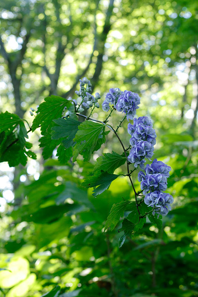 オクトリカブト 秋の山に咲く 青い花　縦の写真　画像7