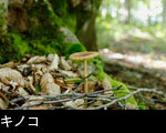 秋の森林キノコ　無料写真素材