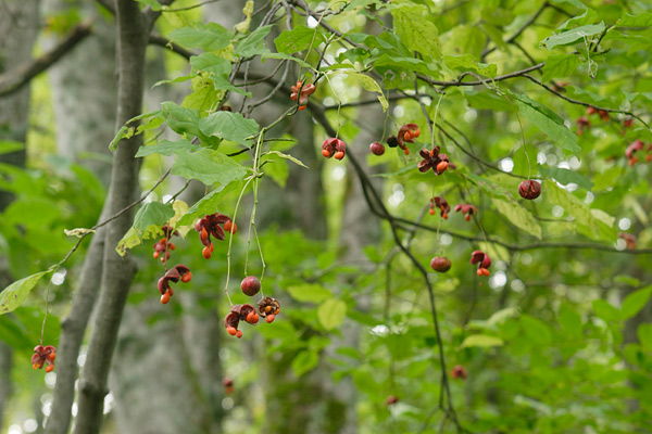 ツリバナの果実 画像3 山地 長い柄につり下がる赤く丸い実と割れた実 無料写真素材