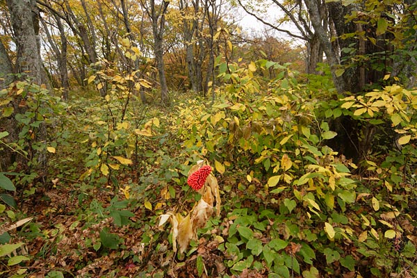 秋 紅葉の森とコウライテンナンショウの赤い実 フリー写真素材 無料