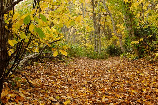 秋の山道 森の道 一面 枯れ葉の道 黄葉の森 画像2 フリー写真素材