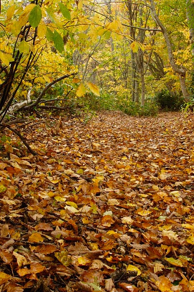 秋の山道 森へ続く道 枯れ葉の道 黄葉の森 画像3フリー写真素材