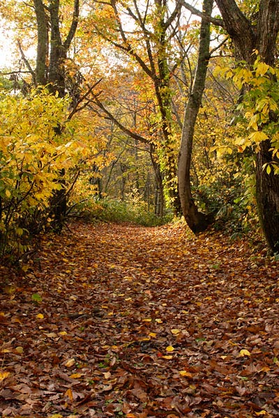 秋の林道 黄葉紅葉した森の中の道 画像5 フリー写真素材