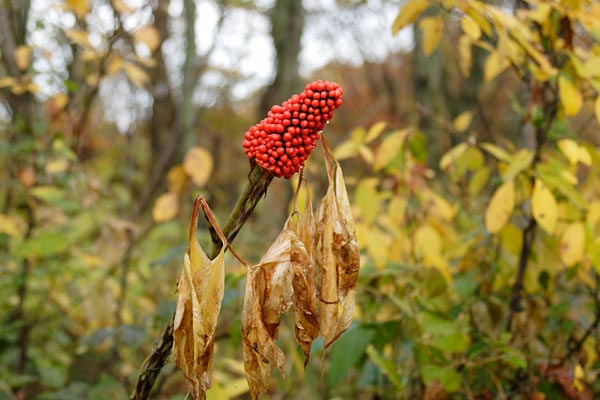 コウライテンナンショウの果実 画像2 山地 草の実 トウモロコシ状10月11月 緑から朱赤 無料写真素材 