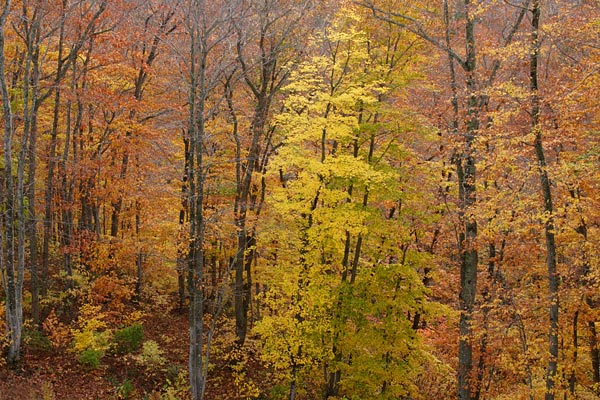 イタヤカエデの黄葉 秋 山地 紅葉黄葉の森林 画像2 無料写真素材