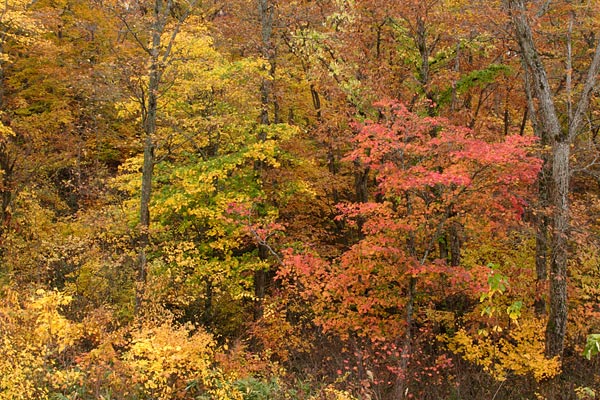 秋の森林 彩りの競演 ハウチワカエデ イタヤカエデ 紅色 黄色 画像 無料写真素材