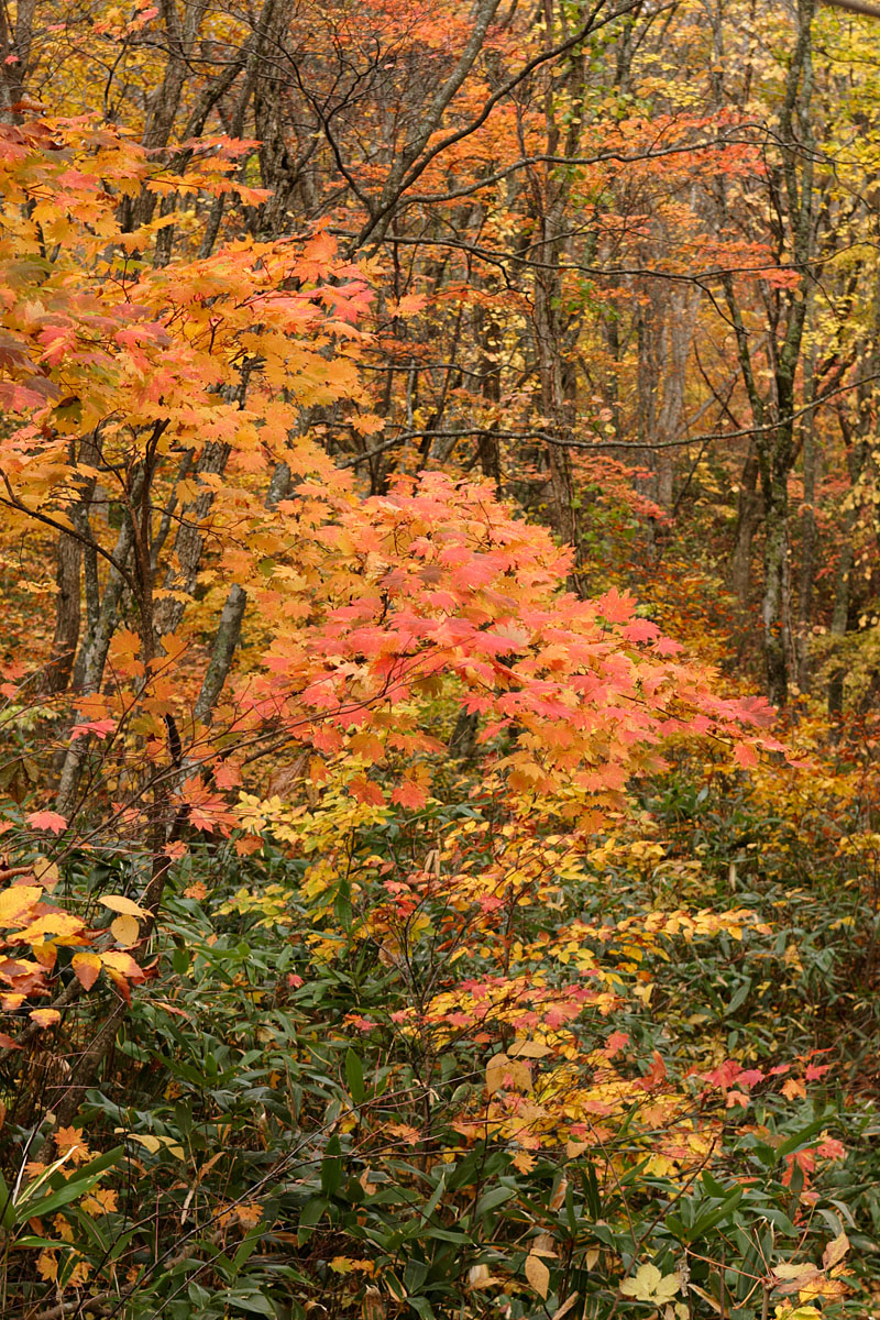 c43-00181　秋の森林　秋の色彩