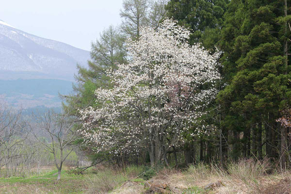 山里に咲くコブシの花　無料写真素材 　画像6