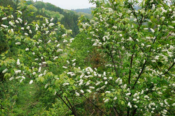 ウワミズザクラ 初夏の森林に咲く 穂 総状 白い高木樹の花 画像3 無料写真素材