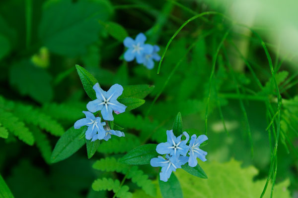 ホタルカズラ　山野草 青い花　無料写真素材 フリー　画像2