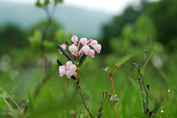 ヒメシャクナゲ 湿原 6月7月 ピンクの壷型小さな花 無料写真素材 フリー 画像