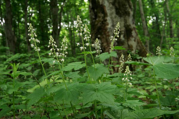 ズダヤクシュ 夏 山地 林内林縁で咲く花 小さい白い花 フリー写真素材 画像2