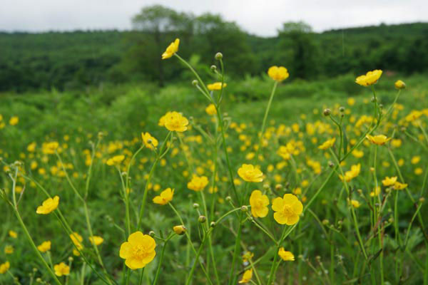 ウマノアシガタ（キンポウゲ）高原・草原　黄色い花　無料写真素材 フリー写真素材