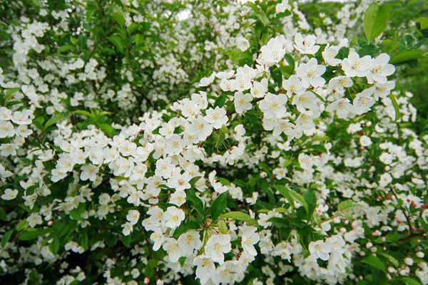 ズミの木 花　　山野に咲く白い花　フリー写真素材　画像2
