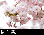 桜「一葉」