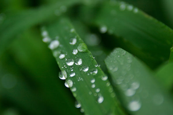 緑の葉と水滴 水玉 クローズアップ画像1　無料写真素材 