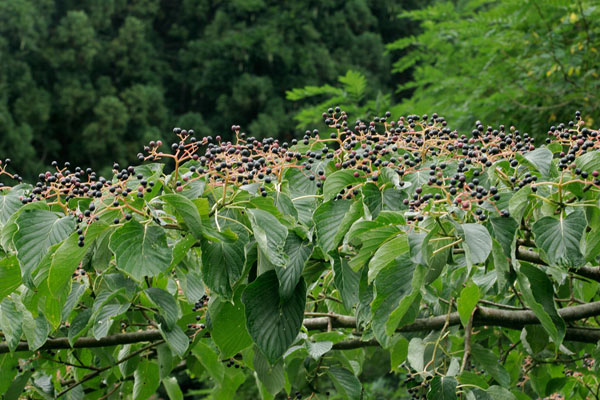 ミズキの果実 山地 木の実 7ミリ位 緑 熟すと黒紫色 球形 葉の上 画像 無料写真素材 