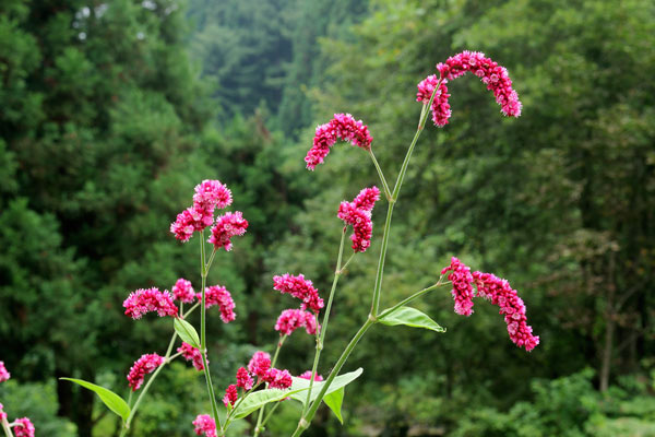 オオベニタデ（オオケダテ）山野 8月9月0月赤い穂状の花 画像 無料写真素材 