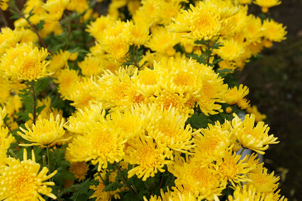 画面のほぼ一杯に黄色い食用菊の一群。畑で栽培されている食用菊の花