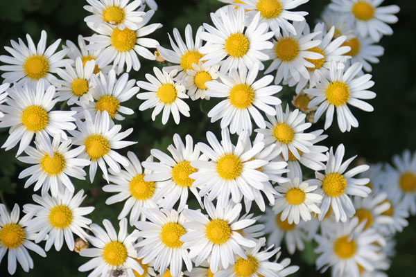 小菊 　画像6　無料写真素材　白い花