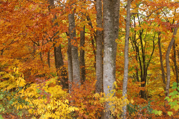 秋 黄葉が進んだブナ林 画像 無料写真素材フリー
