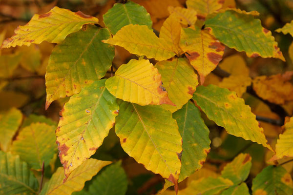 秋 黄葉したブナ 葉 アップ画像 無料写真素材フリー