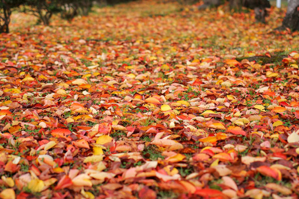 秋のイメージ。紅葉した桜の落ち葉　公園　フリー写真素材