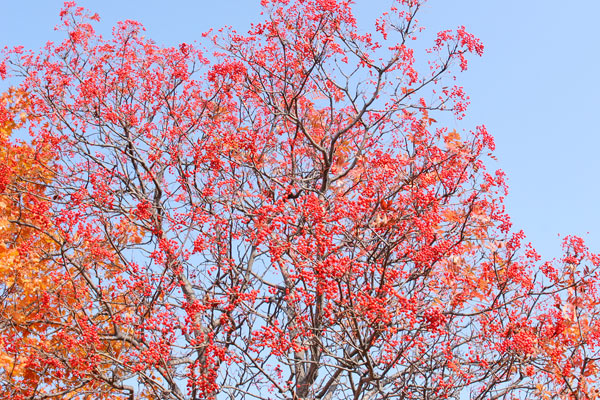 ナナカマドの果実 画像2 落葉高木 5ミリ位 球形の赤い実 9月10月 無料写真素材