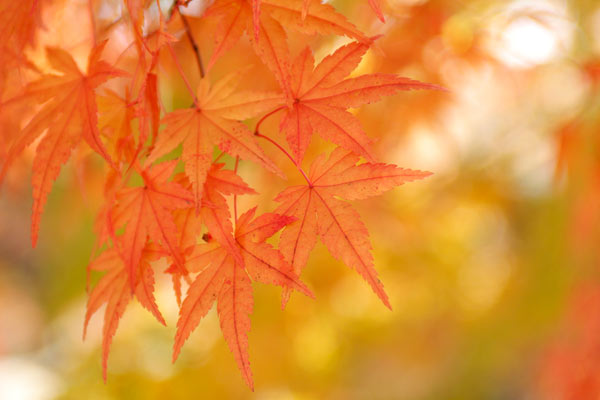 秋 紅葉したヤマモミジ 葉 アップ画像 無料写真素材フリー