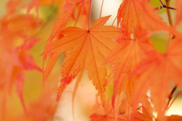 赤く紅葉したモミジの葉　アップ　画像4　無料写真素材 フリー