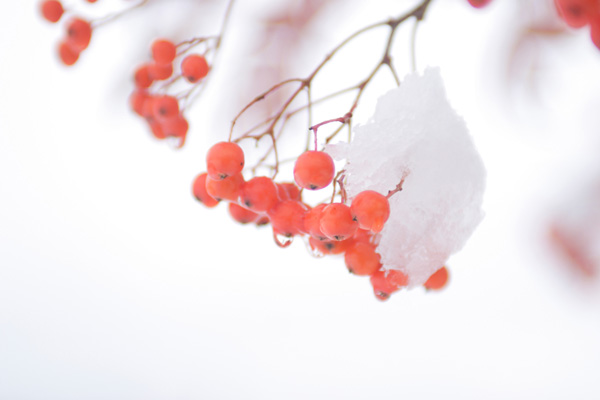 ナナカマドの果実 画像3 雪をかぶった赤い実 クローズアップ 無料写真素材 フリー