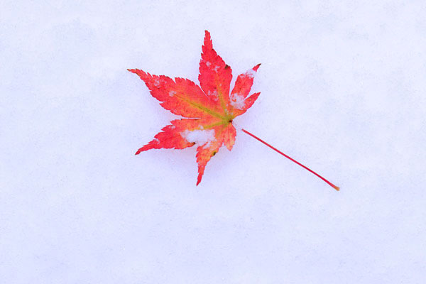 初冬のイメージ　雪面と赤いモミジ　無料写真素材