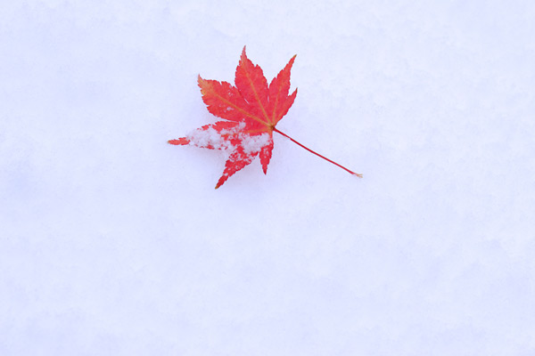白い雪面に散った赤いモミジ、初冬 晩秋 木の葉　画像4　無料写真素材