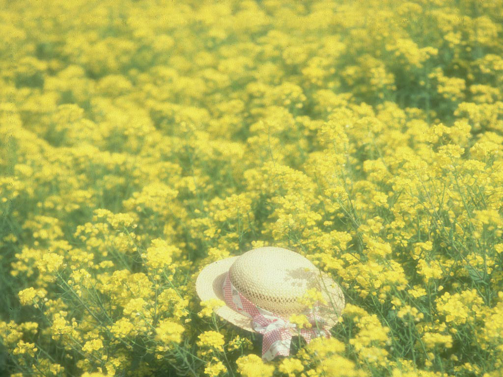 e48la-nanohana3　菜の花と麦わら帽子