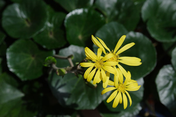 ツワブキ（イシブキ）の花 秋から冬 菊に似た黄色い花 無料写真素材 フリー　画像1