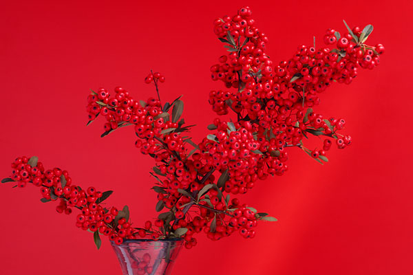 トキワサンザシの赤い実　生け花　正月　画像　無料写真素材　 フリー写真素材