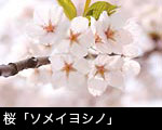 桜「ソメイヨシノ」